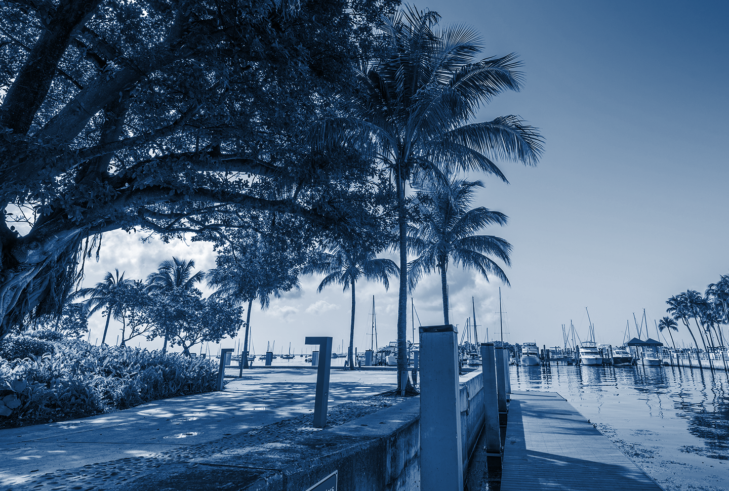msc-featured